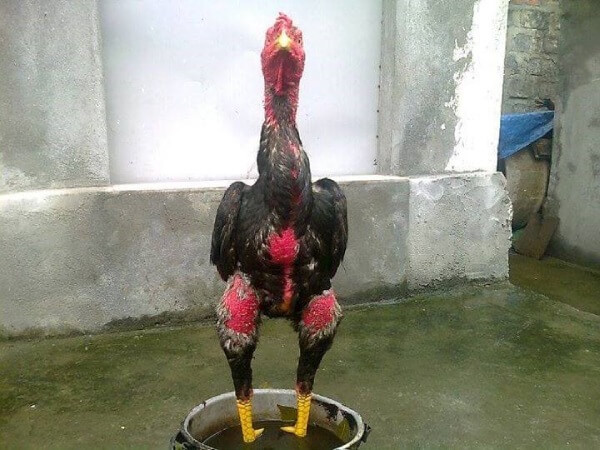 Cách làm da gà chọi đỏ với bài thuốc dân gian 