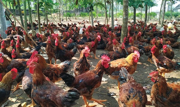 Cách chọn gà con và gà đẻ