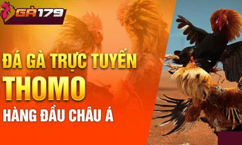 Các loại gà tham gia đấu tại Ga179